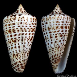 Lindaconus sp (Dillwyn, 1817)