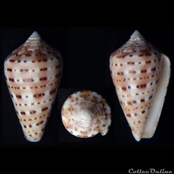Kalloconus (Genuanocpnus) genuanus (Linnaeus, 1758)