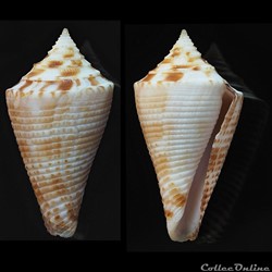 Conasprella baileyi (Röckel & da Mo a, 1979)