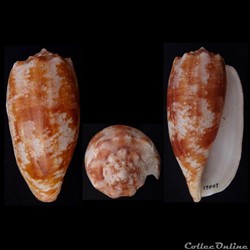 Gastridium geographus (Linnaeus, 1758)