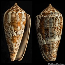 Pionoconus achatinus (Gmelin, 1791)