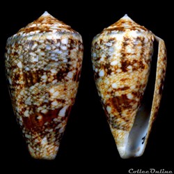 Cylindrus victoriae (Reeve, 1843)