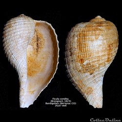 Ficula condita (Brongnart, 1823)