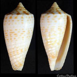 Phasmoconus (Phasmoconus) amplus (Röckel & Korn, 1992)