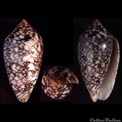 Cylindrus archiepiscopus f. euetrios (Sowery III, 1882)