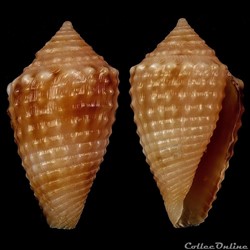 Ximeniconus (Jaspidiconus) vanhyningi (Rehder, 1944)