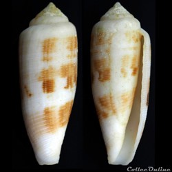 Hermes artoptus (Sowerby I, 1833)