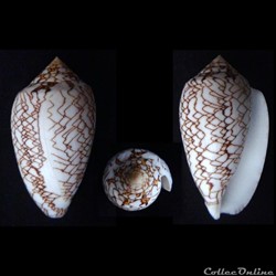 Cylindrus archiepiscopus f. concatenatus (Kiener, 1845)