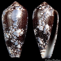 Darioconus pennaceus praelatus (Hwass in Bruguière, 1792)
