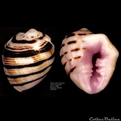 Drupa morum iodostoma (Lesson, 1840)