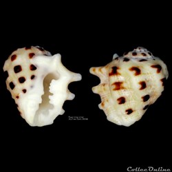 Drupa ricinus (Linnaeus, 1758)