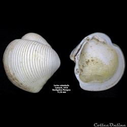 Lucina columbella, Lamarck 1818