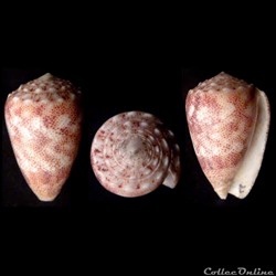 Puncticulis arenatus arenatus (Hwass in Bruguière, 1792)