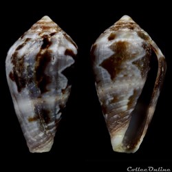 Lautoconus (Lautoconus) echinophilus (Petuch, 1975)