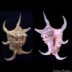 Harpago chiragra (Linnaeus, 1758)