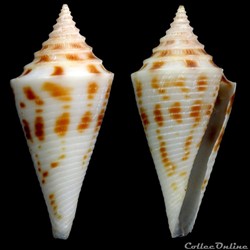 Kohniconus arcuatus (Broderip & Sowerby I, 1829)
