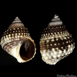 Echinolittorina tuberculata (Menke, 1828)