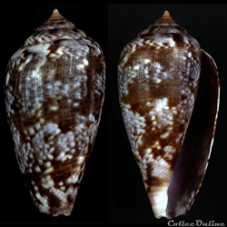 Floraconus (Ketyconus) tinianus (Hwass in Bruguière, 1792)