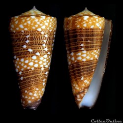 Eugeniconus victor victor (Broderip, 1842)
