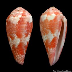 Rhizoconus pertusus elodieallaryae Cossignani, 2013