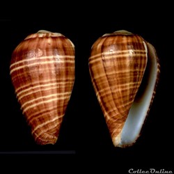 Lautoconus (Varioconus) chytreus (Melvill, 1884)