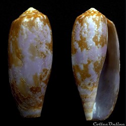 Gastridium obscurum (Sowerby I & II, 1833)