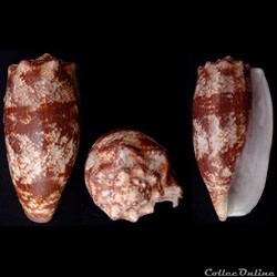 Gastridium geographus (Linnaeus, 1758)