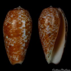 Textilia (Textilia) bullata (Linnaeus, 1758)