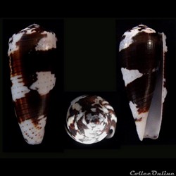 Pionoconus magus (Linnaeus, 1758)