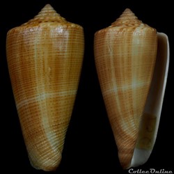 Calibanus (Calibanus) lignarius (Reeve, 1843)