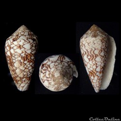 Cylindrus textile (Linnaeus, 1758)