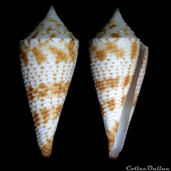 Fusiconus (Bathyconus) comatosus (Pilsbry, 1904)