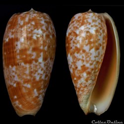 Textilia (Textilia) bullata (Linnaeus, 1758)