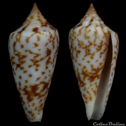 Phasmoconus (Phasmoconus) lienardi (Bernardi & Crosse, 1861)