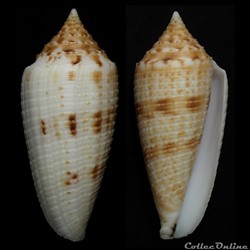 Phasmoconus (Phasmoconus) lakshmiae Monnier & Limpalaer, 2015