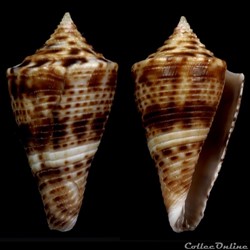Conasprella wakayamaensis (Kuroda, 1956)