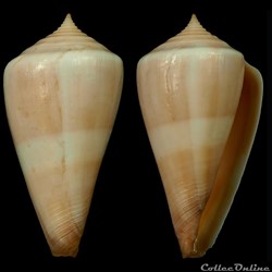 Profundiconus neocaledonicus Tenorio & Castelin, 2016