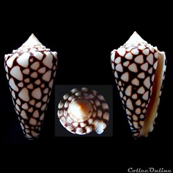 Conus crosseanus Bernardi, 1861