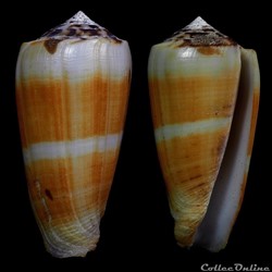Pionoconus magus (Linnaeus, 1758)