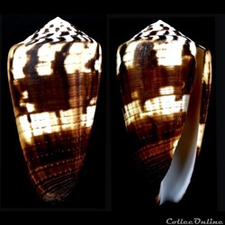Strategoconus (Vituliconus) ferrugineuse f. chenui (Cross, 1857)