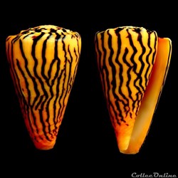 Ductoconus (Ductoconus) princeps (Linnaeus, 1758)