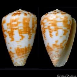 Kalloconus (K.) trochulus f. pseudonivifer (Monteiro & Tenorio, 2004)