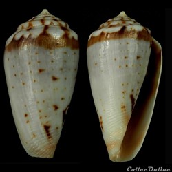Floraconus algoensis scitulus (Reeve, 1849)