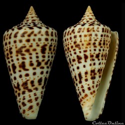 Lindaconus lorenzianus (Dillwyn, 1817)