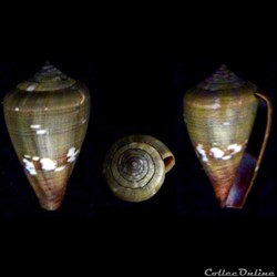Lautoconus (Africonus) irregularis (Sowerby II, 1857)