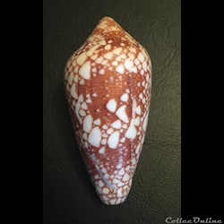 Cylindrus canonicus (Hwass, 1792)