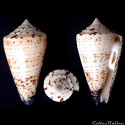 Calibanus (Thalassiconus) thalassiarchus f.  depriesteri(Sowerby I, 1834)