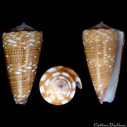 Eugeniconus victor victor (Broderip, 1842)