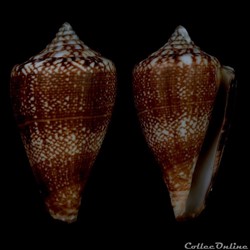 Lautoconus (Africonus) vulcanus (Tenorio & Afonso, 2004)