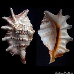 Lambis lambis (Linnaeus, 1758)